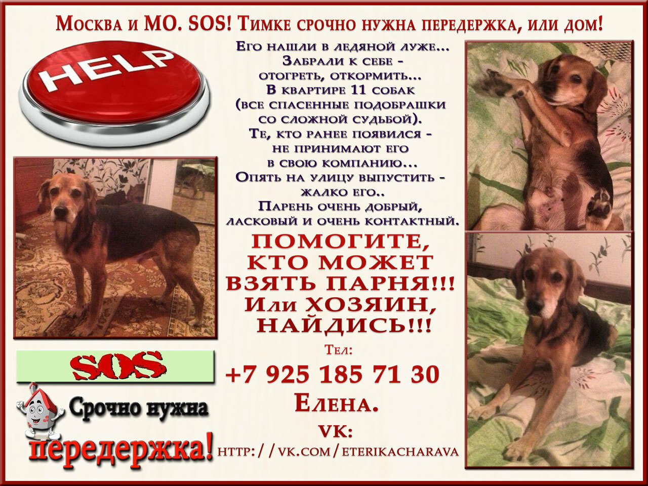 Москва и МО. SOS! Тимке срочно нужна передержка, или дом!
